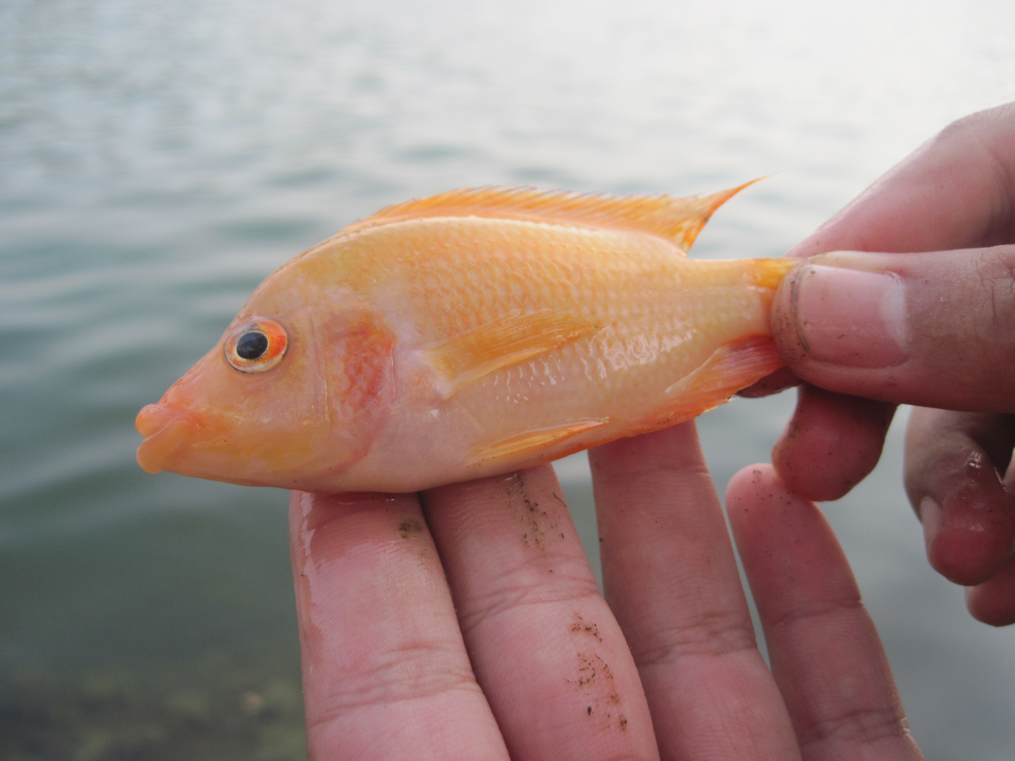 Keberadaan Ikan Iblis Merah yang Merusak Ekosistem Danau Toba