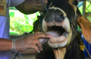 Akibat Virus Penyakit Mulut dan Kuku, Pemerintah Berantas 2.667 Hewan Ternak