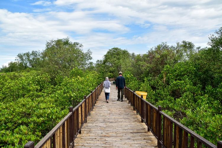 Rekomendasi 5 Wisata Hutan Mangrove Estetis di Indonesia