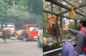 Pemilik Yaris Akhirnya Dipertemukan Kembali dengan Singa yang Seruduk Mobilnya