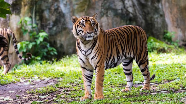 Harimau Benggala dengan Sederet Fakta Menariknya!
