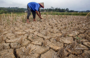 Masuki Musim Kemarau, 15 Wilayah Indonesia Ini Terdampak El Nino