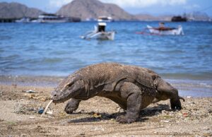 Komodo Serang 36 Orang, 5 Meninggal Dunia