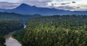 Hutan Hujan Tropis Sumatra Berstatus Bahaya