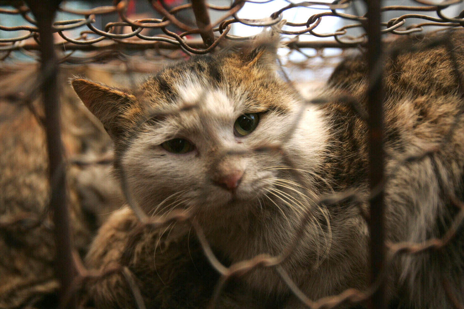 Menganiaya Hewan Bisa Dijerat Pidana, Cekoki Miras ke Kucing Termasuk?